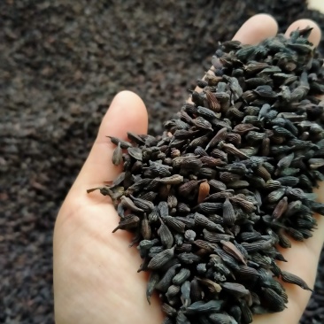自然裂开精选种子，欢迎咨询