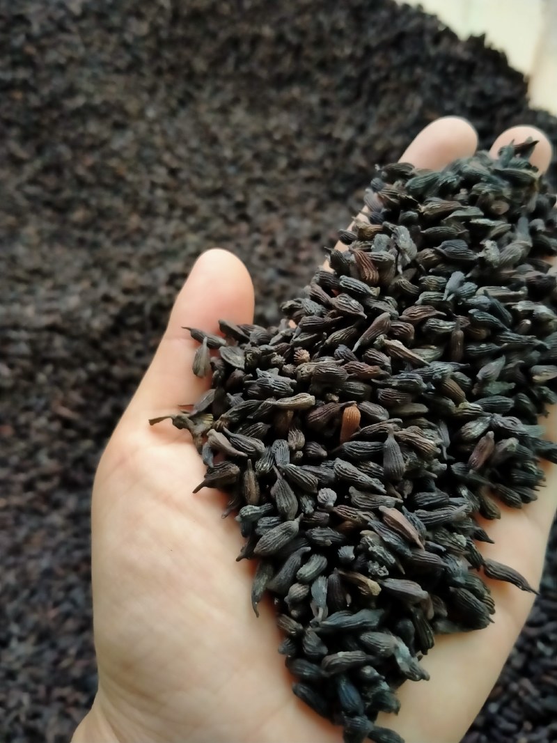 自然裂开精选种子，欢迎咨询