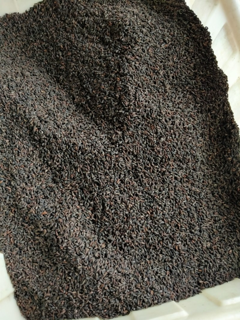 自然裂开精选种子，欢迎咨询