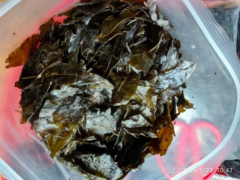 正宗贵州铜仁野生无硫苦丁茶叶干货味清甜挑捡枝杆产地直销