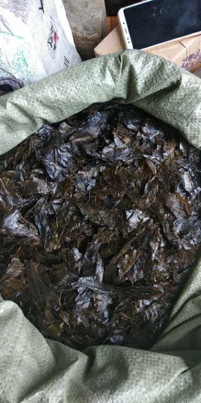 正宗贵州铜仁野生无硫苦丁茶叶干货味清甜挑捡枝杆产地直销