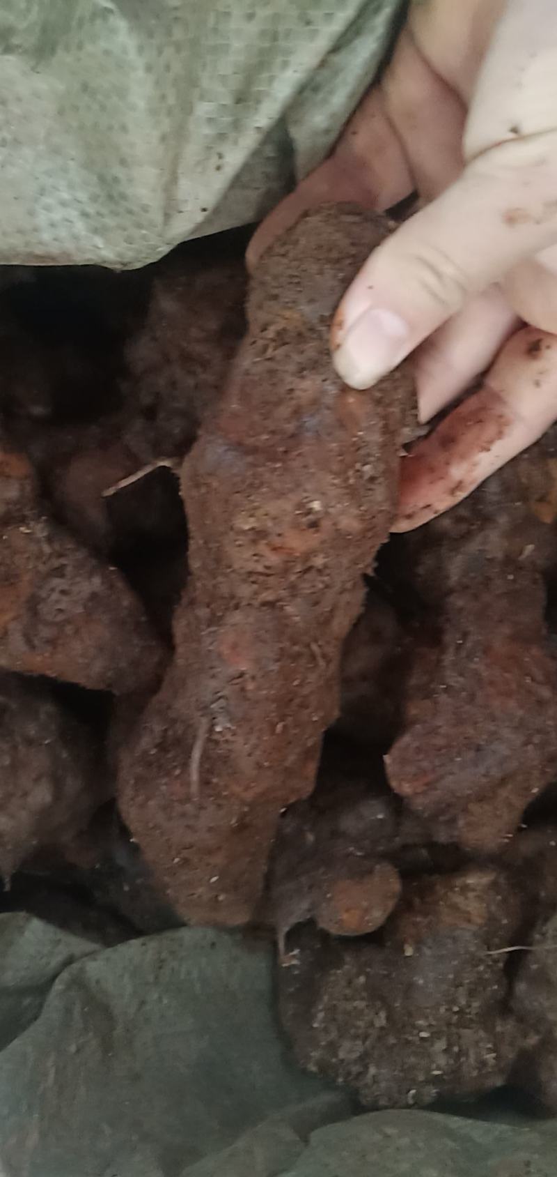 云南中土皮色漂亮看得见，规格靓。