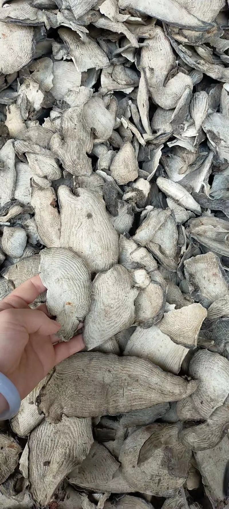 入地老鼠干片十足干，规格靓
