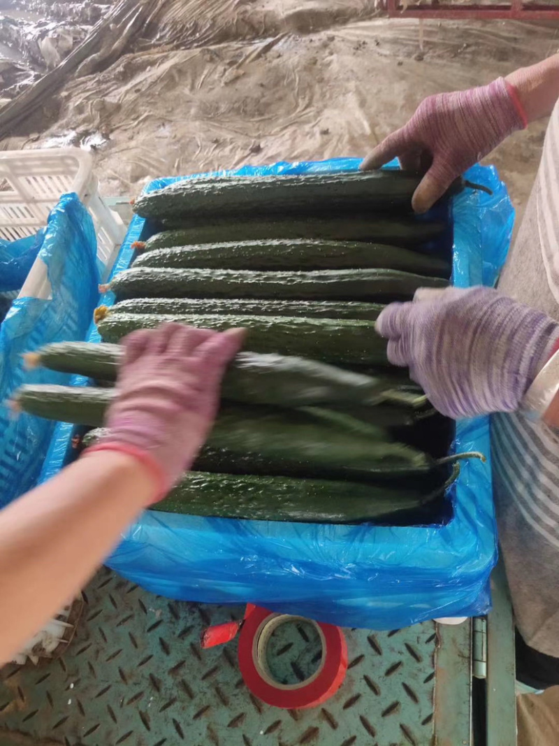 莘县密刺油亮黄瓜，质量保证，货源充足，诚信代办