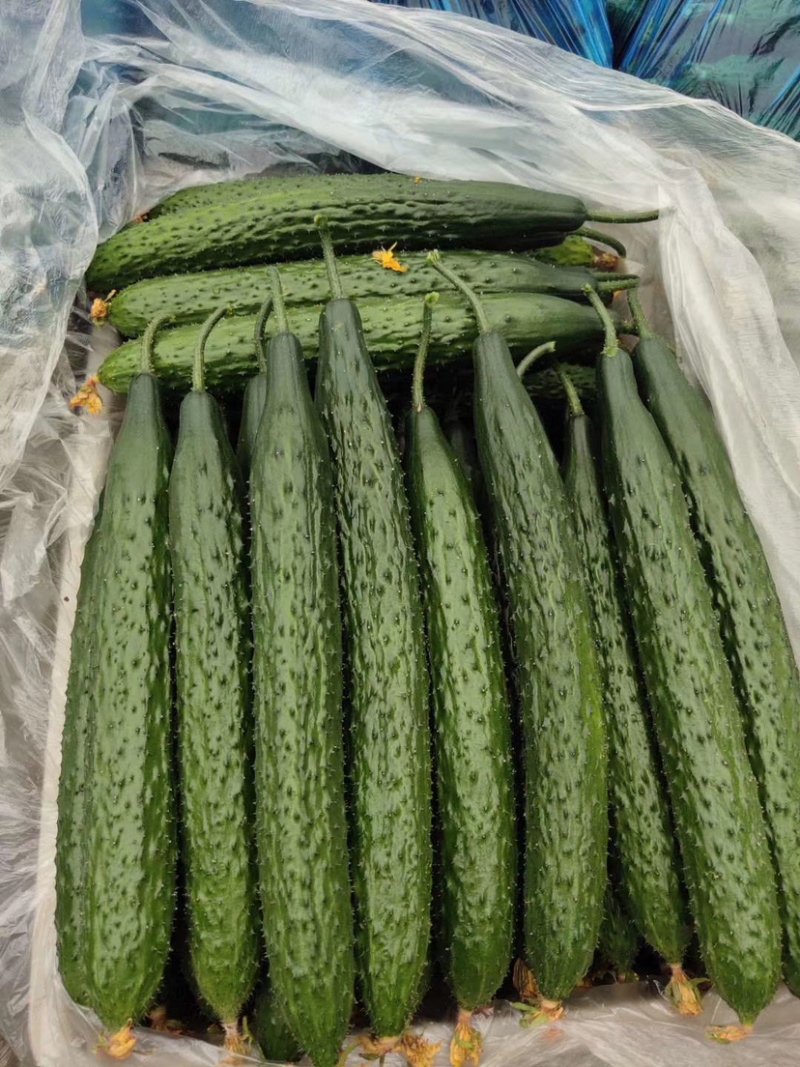 莘县密刺油亮黄瓜，质量保证，货源充足，诚信代办