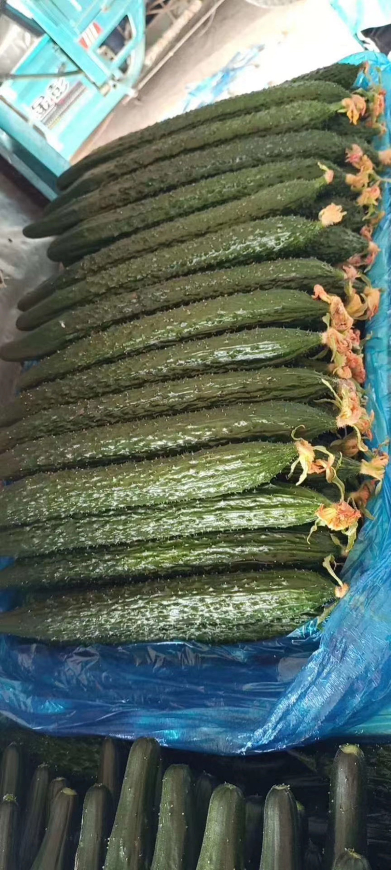 莘县密刺油亮黄瓜，质量保证，货源充足，诚信代办
