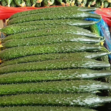 莘县密刺油亮黄瓜，质量保证，货源充足，诚信代办