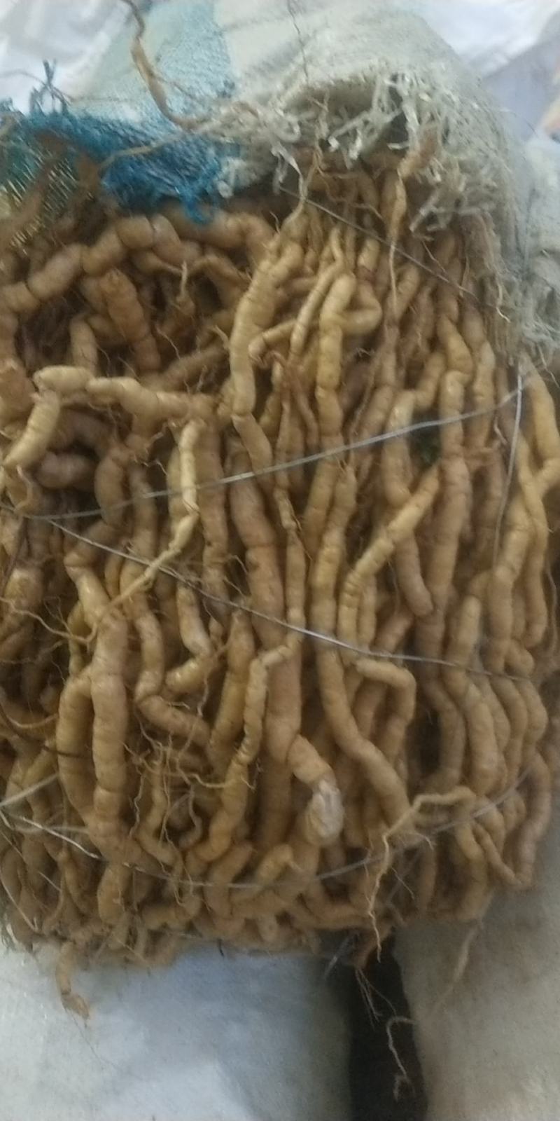 巴戟天又名鸡肠风，兔子肠广东巴戟天，货量充足