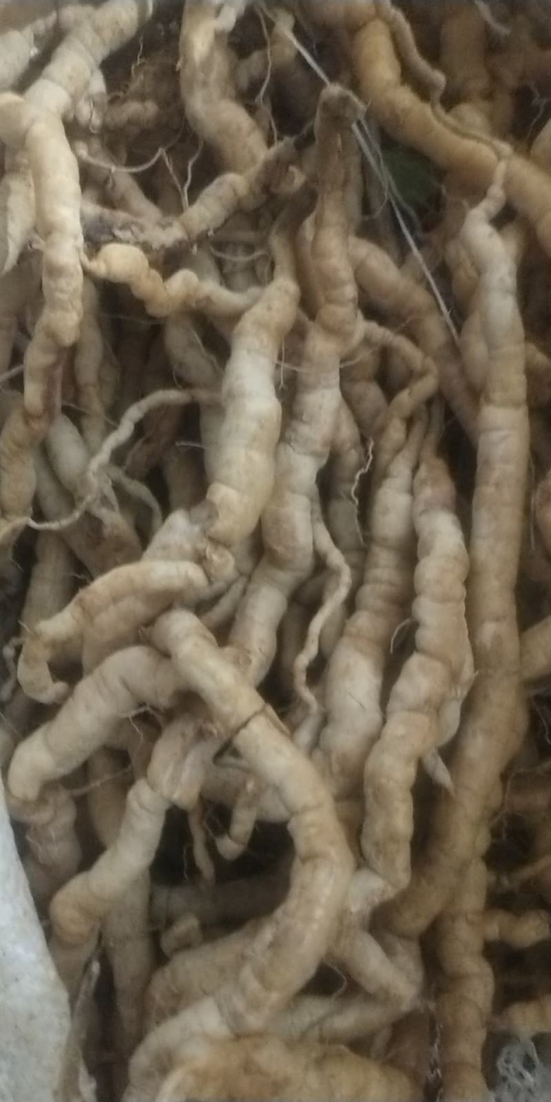 巴戟天又名鸡肠风，兔子肠广东巴戟天，货量充足