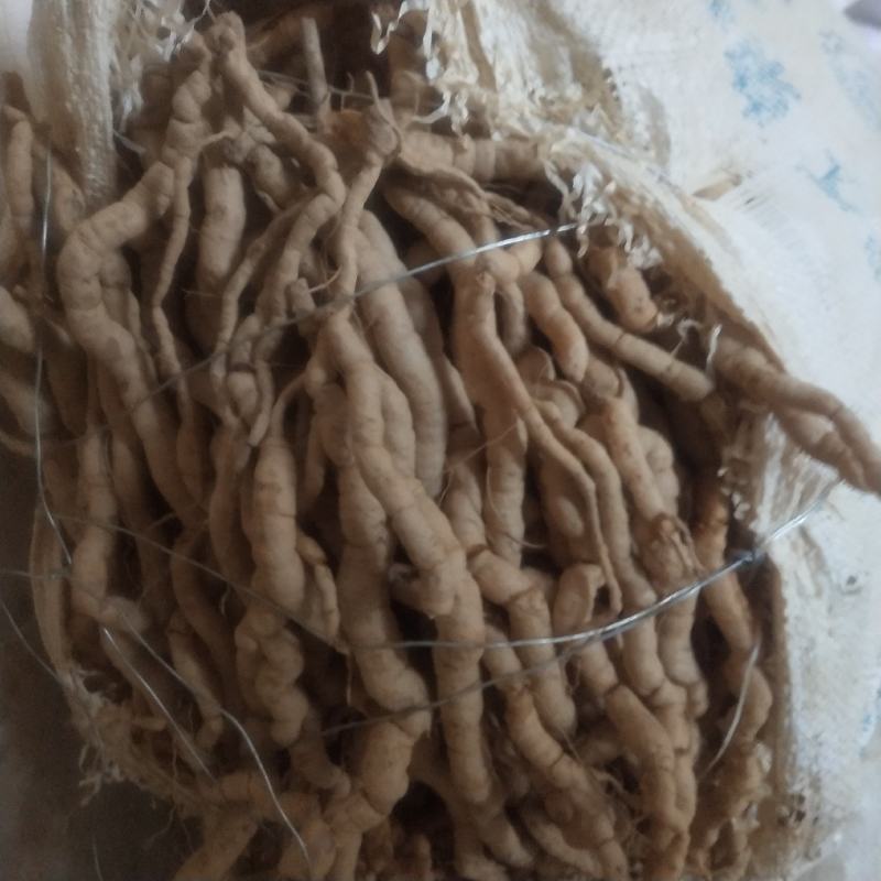巴戟天又名鸡肠风，兔子肠广东巴戟天，货量充足