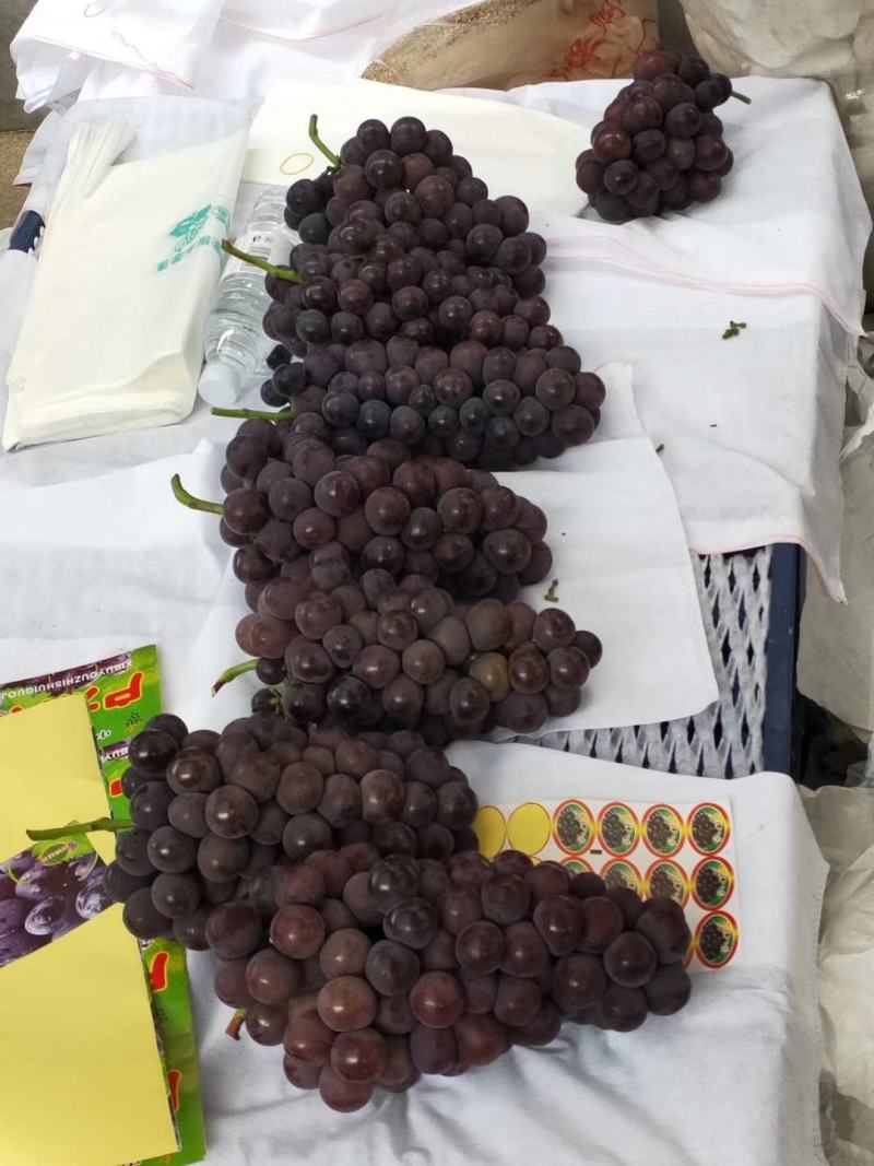 代办巨峰需要收货的联系我