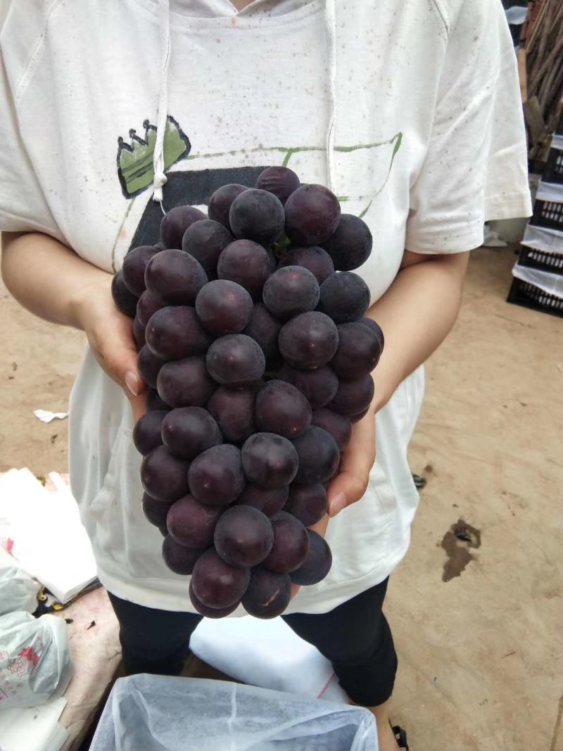 代办巨峰需要收货的联系我
