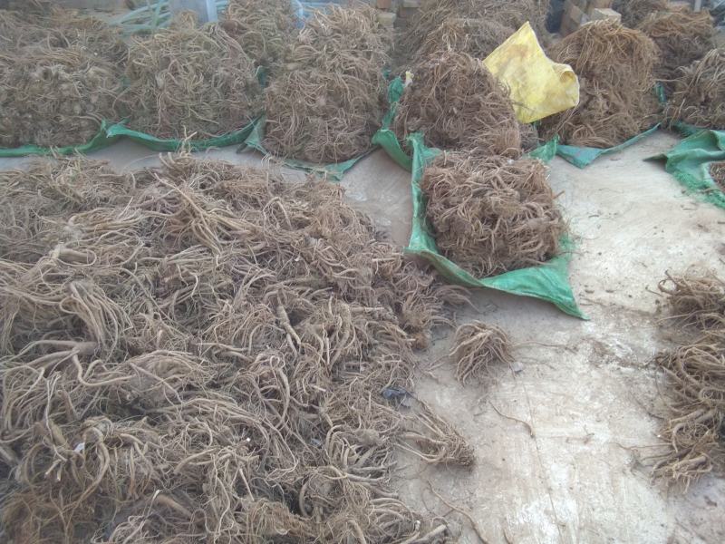 产地真供当归大小股子毛尾统货药厂投料干净无杂质
