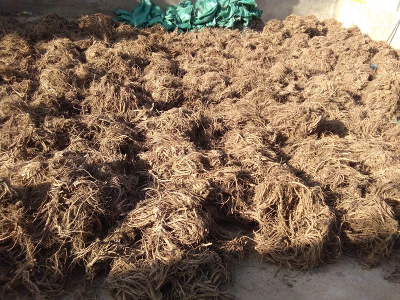 产地真供当归大小股子毛尾统货药厂投料干净无杂质