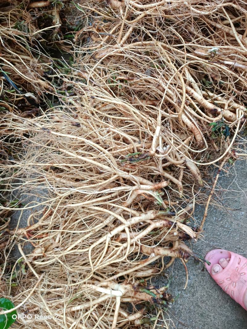 野石参根有少量1公包邮量大优惠，无硫，太阳晒干，香味浓郁
