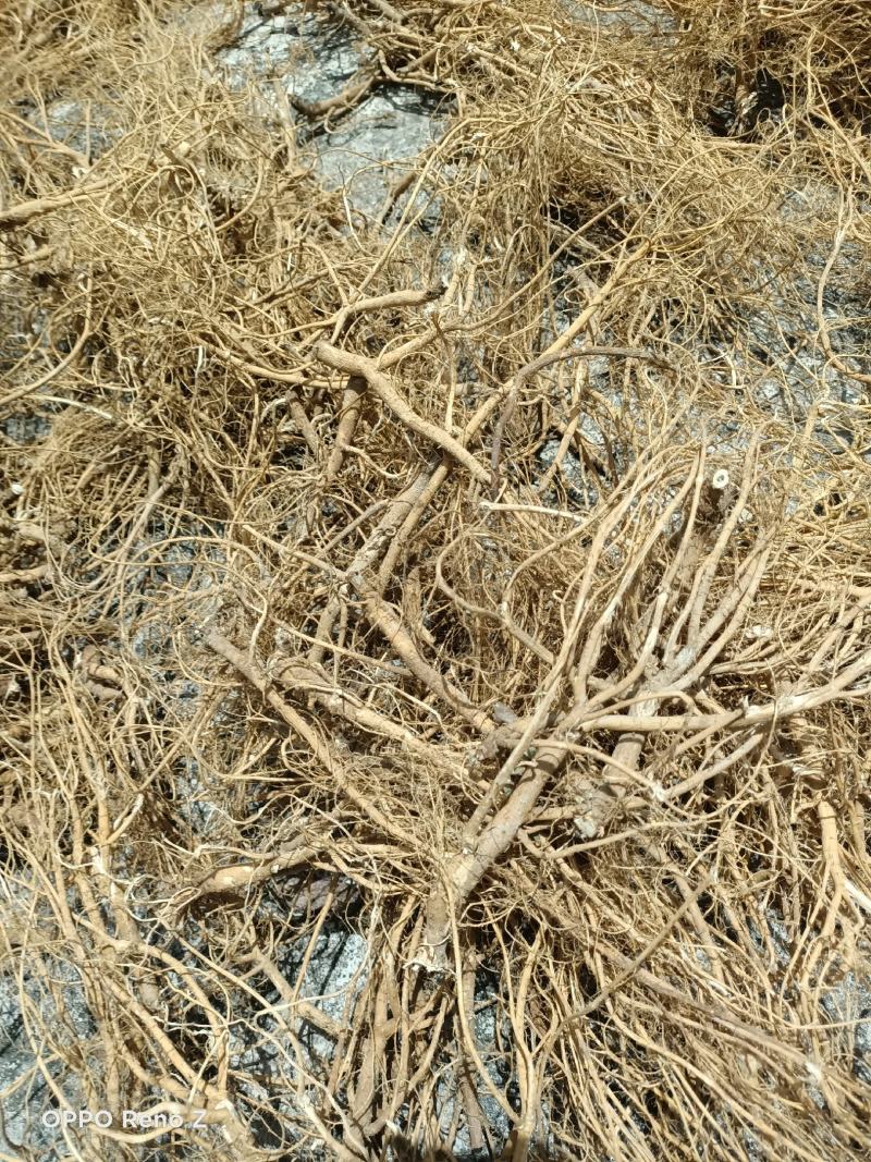 野石参根有少量1公包邮量大优惠，无硫，太阳晒干，香味浓郁