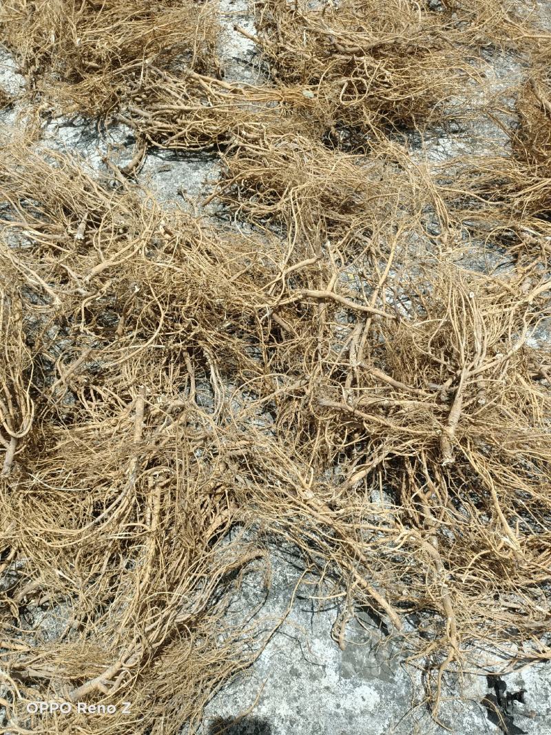 野石参根有少量1公包邮量大优惠，无硫，太阳晒干，香味浓郁