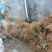 野石参根有少量1公包邮量大优惠，无硫，太阳晒干，香味浓郁