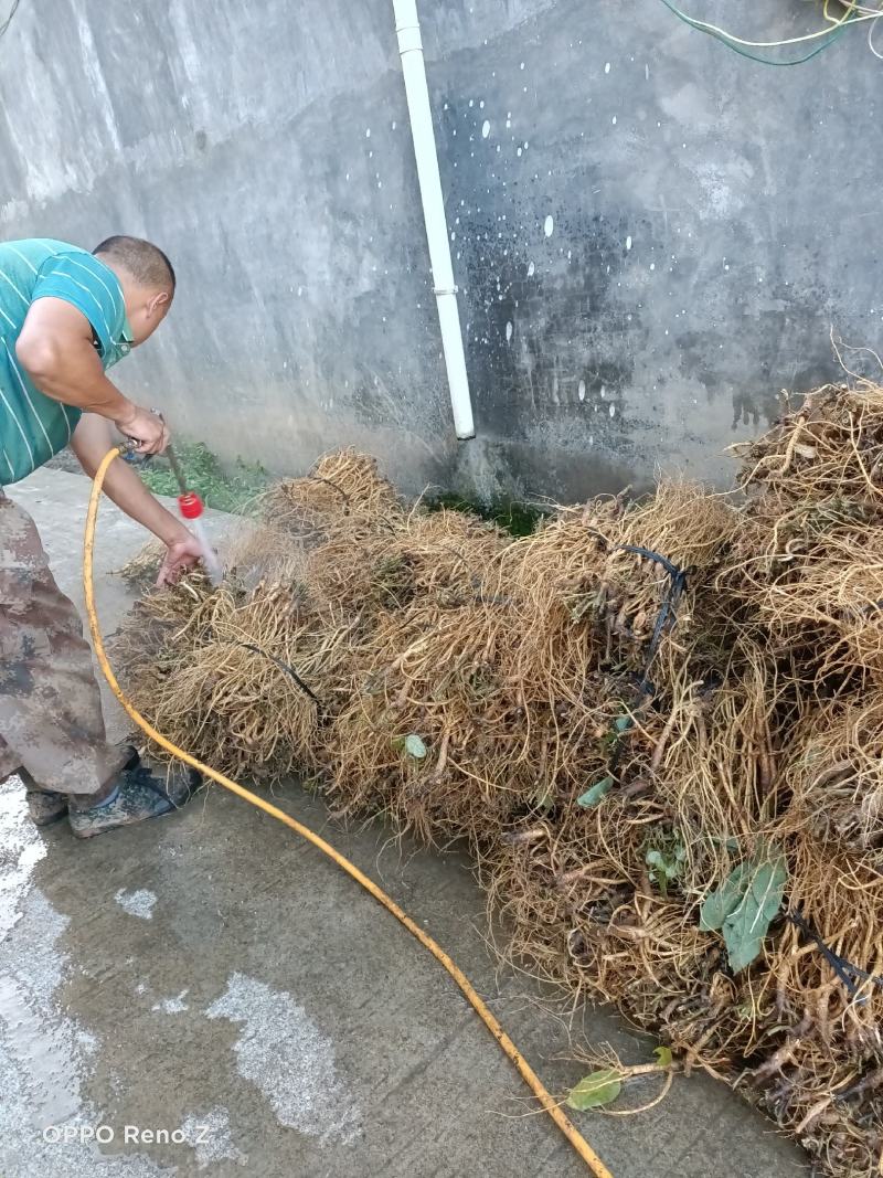 野石参根有少量1公包邮量大优惠，无硫，太阳晒干，香味浓郁