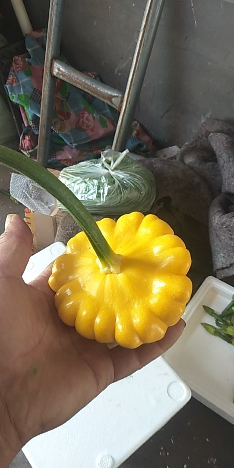 红球，红菊苣，落地球精品特色球形红生菜，常年供应