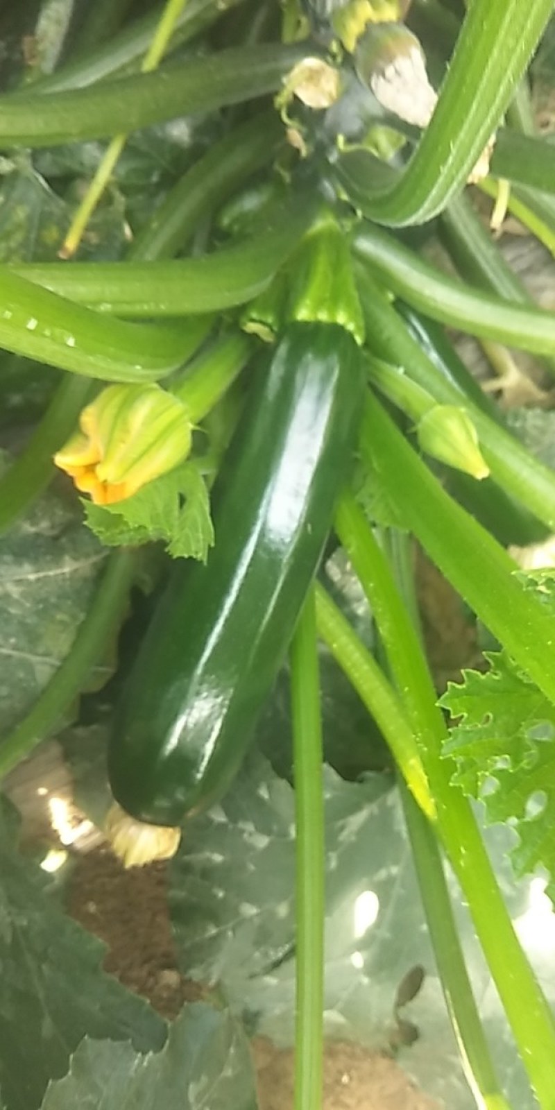 红球，红菊苣，落地球精品特色球形红生菜，常年供应