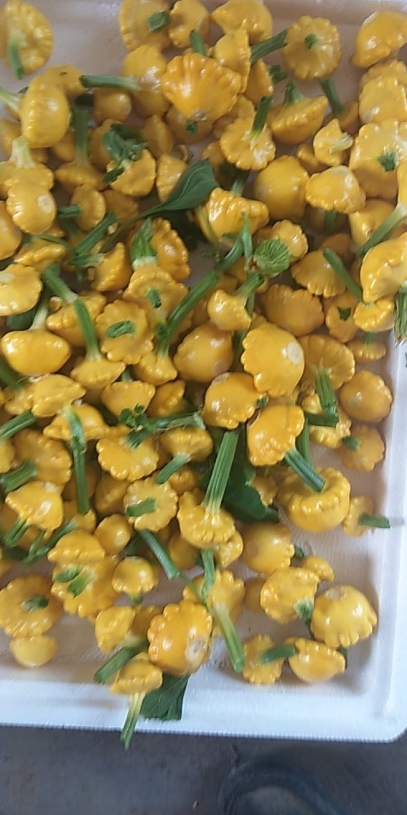 红球，红菊苣，落地球精品特色球形红生菜，常年供应