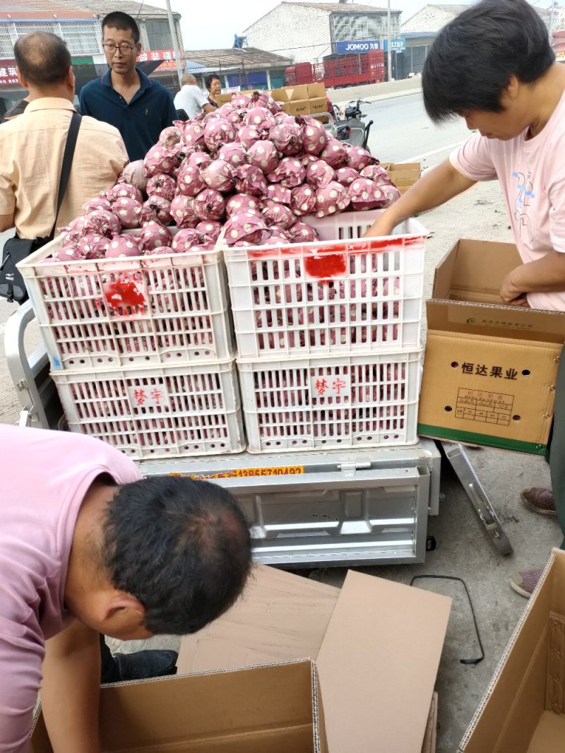 梨，圆黄梨，个大，口感脆甜，保质质量，一手货源。