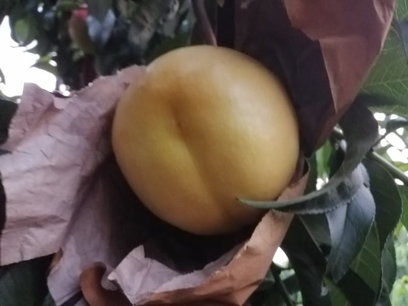 黄油桃中油8，黄菊油桃