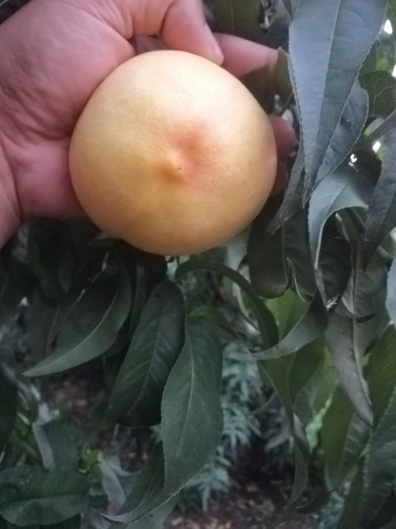 黄油桃中油8，黄菊油桃