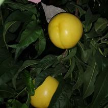 黄油桃中油8，黄菊油桃