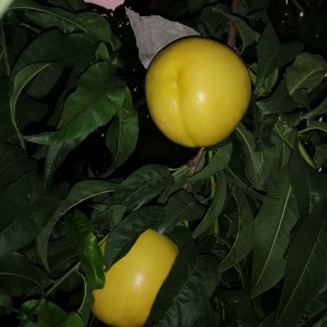 黄油桃中油8，黄菊油桃