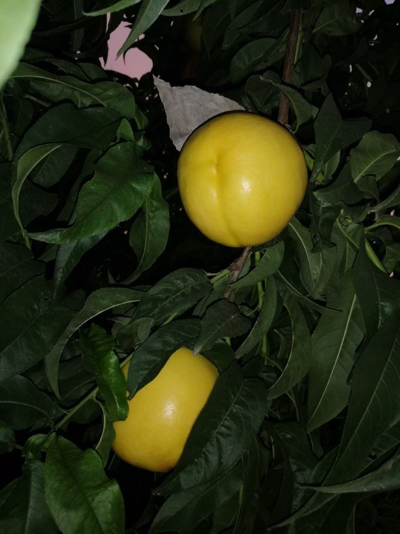 黄油桃中油8，黄菊油桃