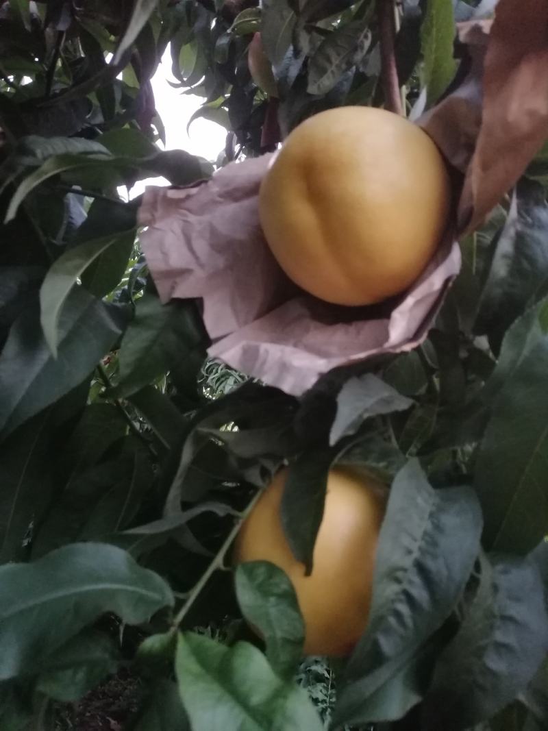 黄油桃中油8，黄菊油桃