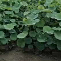 园林绿化，河道美化，公园至景，盆栽荷花