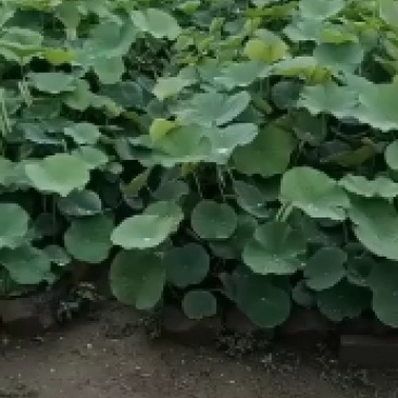 园林绿化，河道美化，公园至景，盆栽荷花