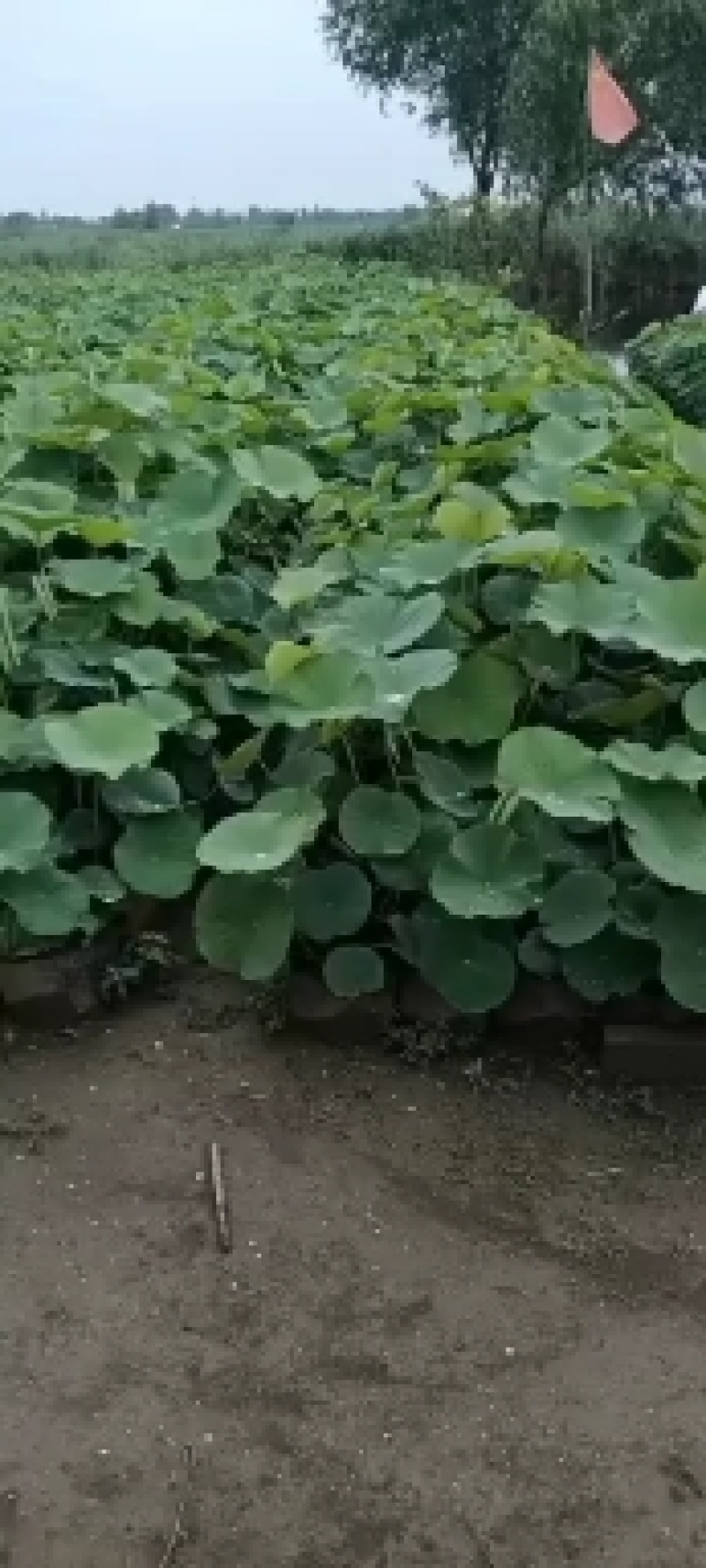 园林绿化，河道美化，公园至景，盆栽荷花