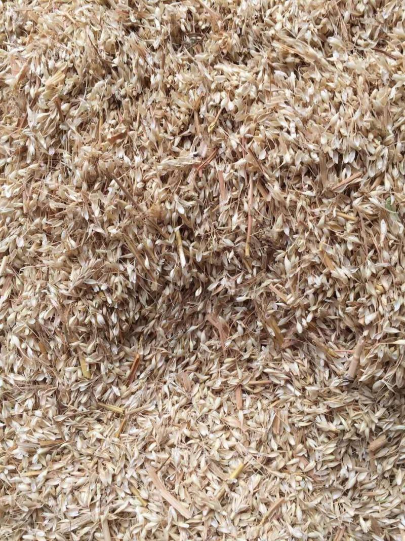 长年供应优质养牛专用麦糠