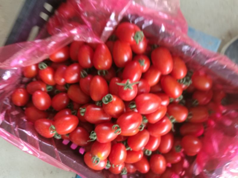 圣女果产地直销精品上市中