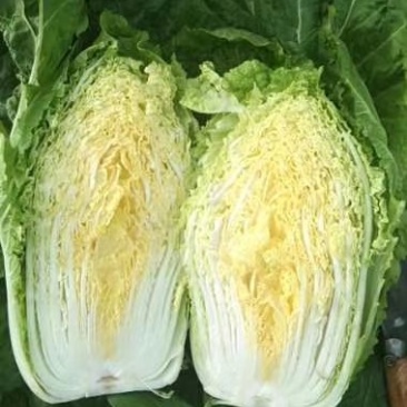 白菜
