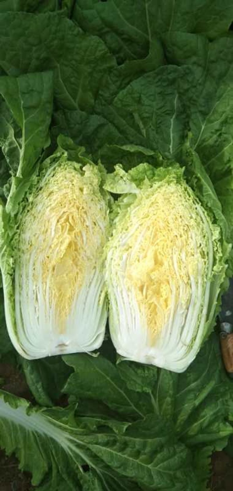 白菜