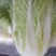 白菜