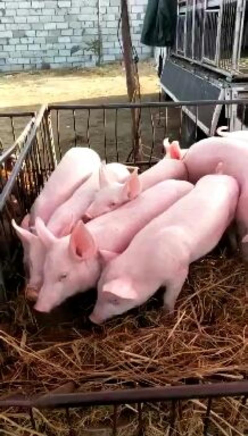 优质三元仔猪大量供应猪场直供包成活全国物流专线发货
