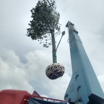 湖南宁益苗木合作社大量供应12至20截杆移植杜英
