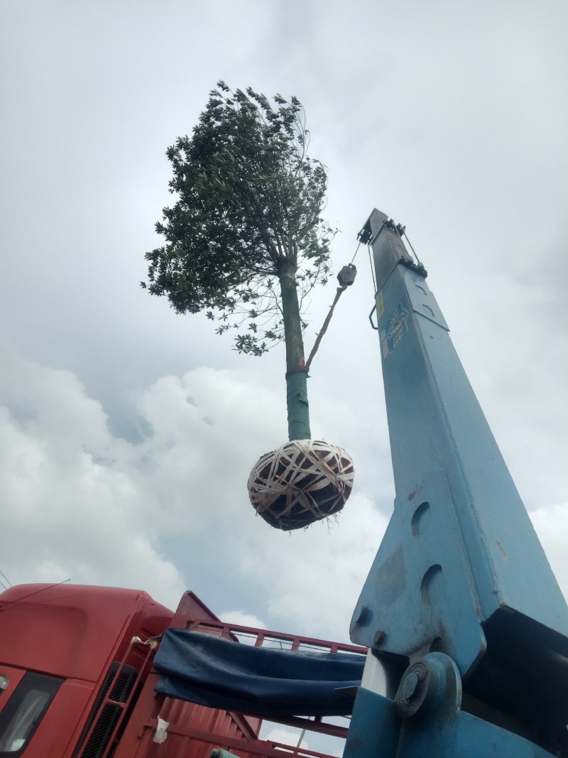 湖南宁益苗木合作社大量供应12至20截杆移植杜英