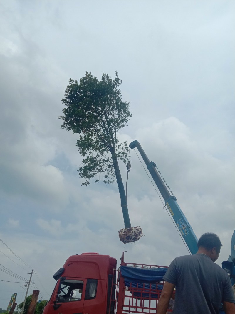 湖南宁益苗木合作社大量供应12至20截杆移植杜英