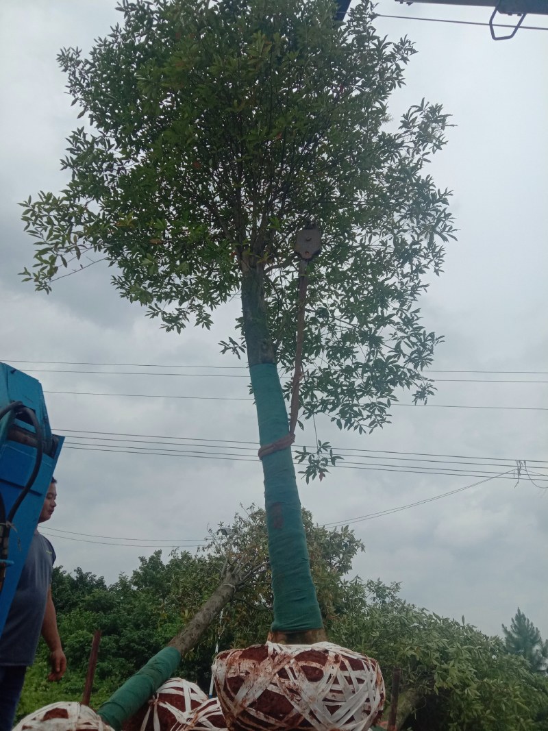 湖南宁益苗木合作社大量供应12至20截杆移植杜英