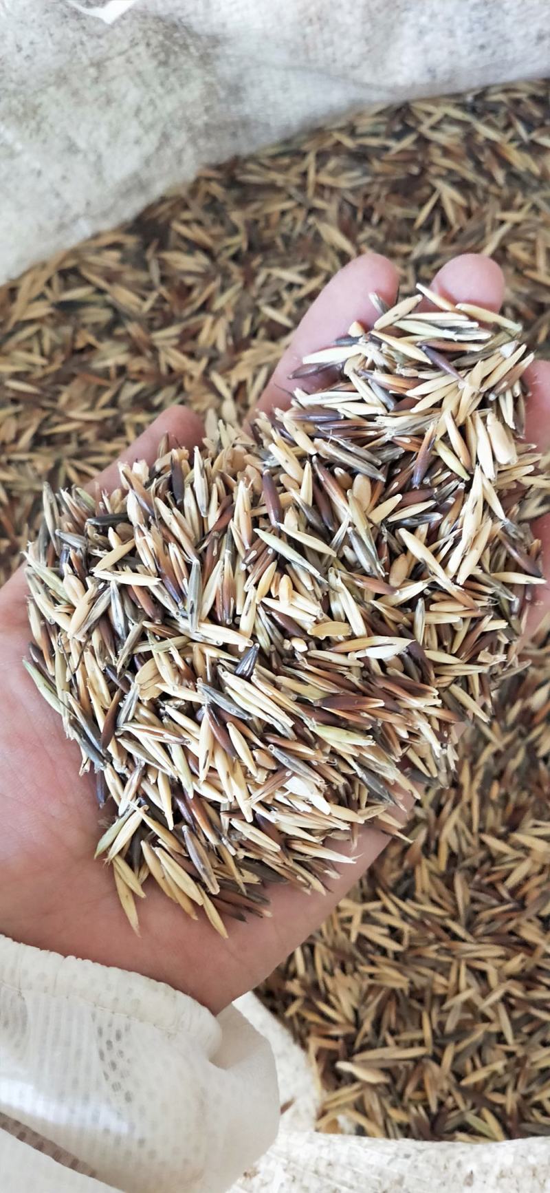 常年供应优质麦糠小麦秸秆