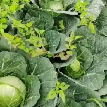铁头包菜蔬菜丶圆包菜