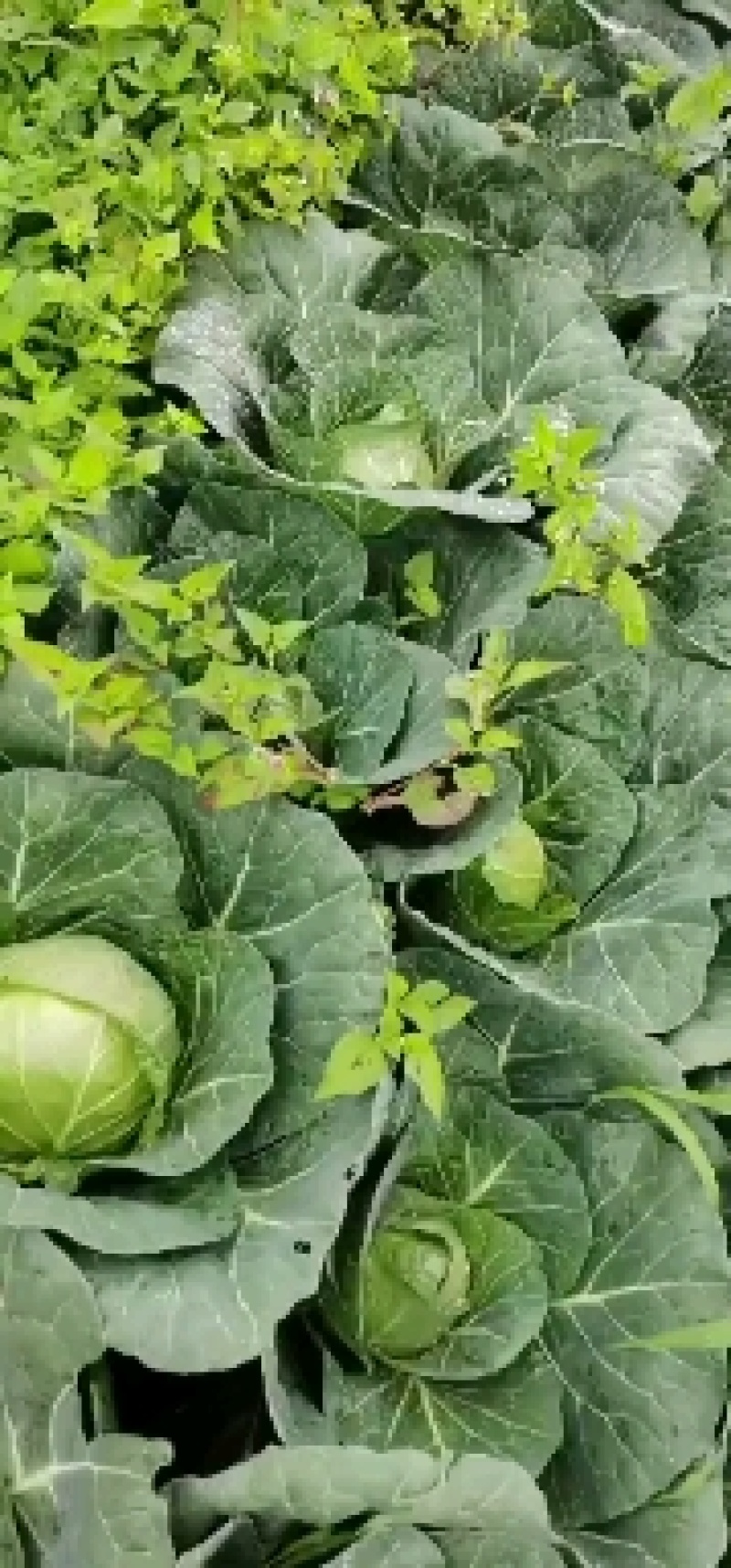 铁头包菜蔬菜丶圆包菜