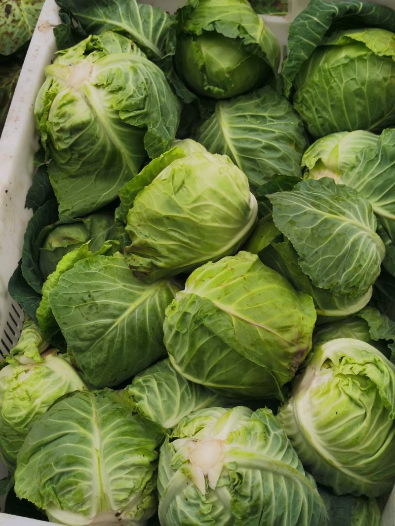 铁头包菜蔬菜丶圆包菜